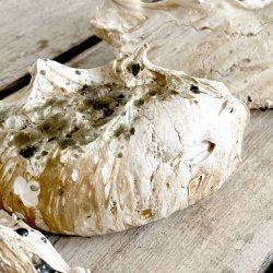 Marengs - 6 stk megastore - Lakrids